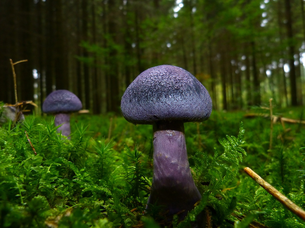 Fioletowe grzyby – fakt czy mit?